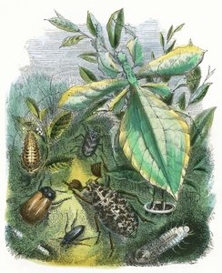 Der Schmetterlings-Vivarium von English School